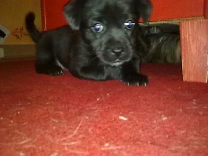 Rüde ' Hündin ' Mischlings Hunde Welpen abzugeben..