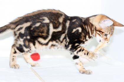 Bengal katzchen  mit papiere