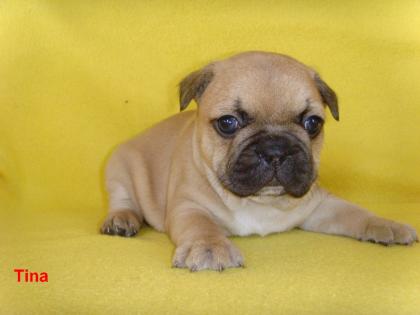 Französische Bulldogge