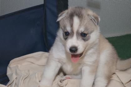 FCI Siberian Husky Welpen suchen ab dem 14.12.2021 ein liebevolles Zuhause 