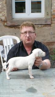 Dogo Argentino Welpen ab 25.05. 2021