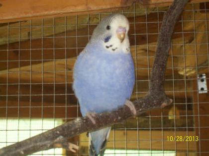 Verkaufe aus Hobbyzucht in Aussenvolieren junge Wellensittiche verschiedene Farb