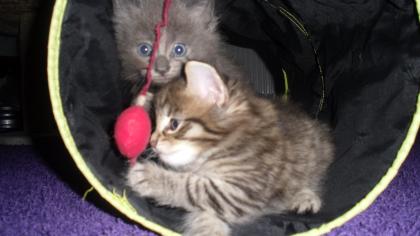 Typvolle Norwegische Waldkatzenbabys sehr verschmußt mit schönen Luxpinselchen ,