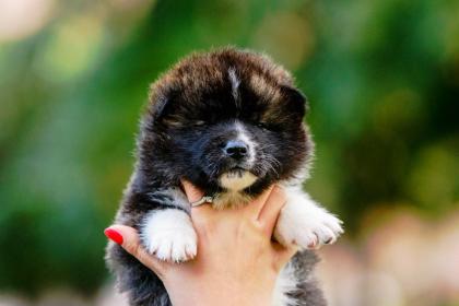Akita Inu Welpen zu verkaufen  