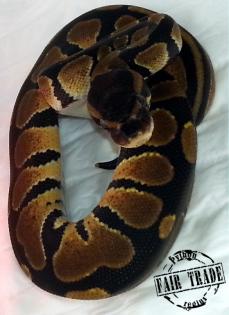 Königspython (Python regius) ENZ 2021