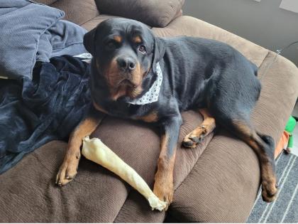 Rottweiler aus liebevoller Familie