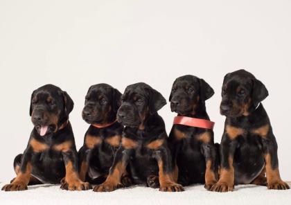 Reinrassige Dobermannwelpen aus Erbzucht deutscher Rassen