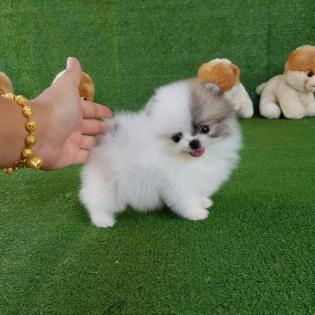 Teacup Pomeranian Spitz Welpen für Ihre Kinder