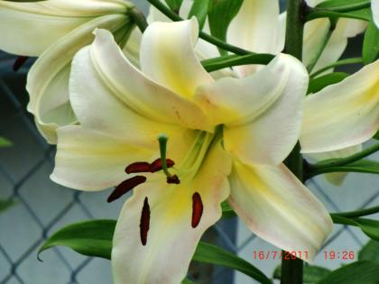 Informationsportal zum Thema Blumen, Garten und Pflanzenschutz - inkl. Shopvergl