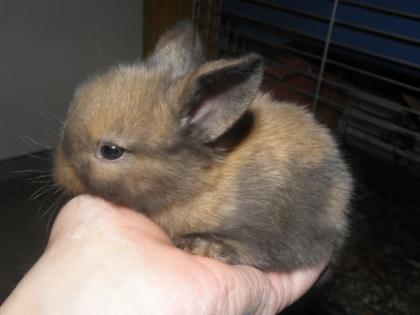 Wir suchen Möhren und Löwenkaninchen-Liebhaber!