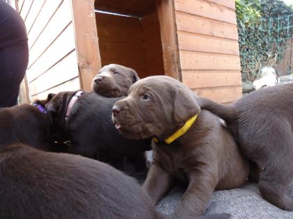 Wurfankündigung Labrador Welpen 15.02.2021