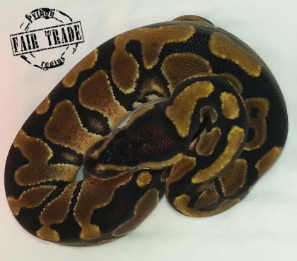 Königspython (Python regius) ENZ 2021