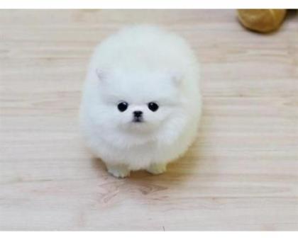MINI Pomeranian SpitzBoo Welpe