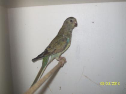 Verkaufe Singsittiche (1 Paar ca. 3 Jahre alt, 1 Paar, ca. 8 Wochen alt) 