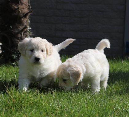 Golden Retriever Babys in bestes Endzuhause abzugeben