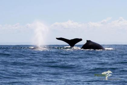 Madagaskar Reise von den Lemuren zu den Buckelwalen 2021