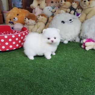 Teacup Pomeranian Spitz Welpen für Ihre Kinder