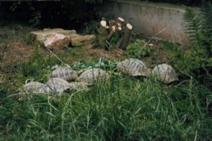 Griechische Landschildkröten Nachzuchten  2021/2013/2014