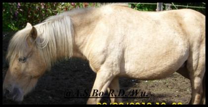 Achtung Bestandsverkleinerung! Größere und kleinere Shetty´s