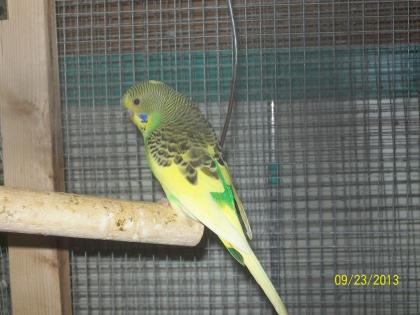 Verkaufe junge  Wellensittiche verschiedene Farben