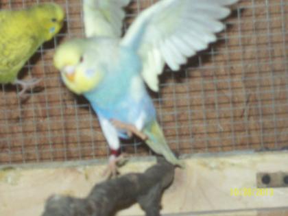 Verkaufe aus Hobbyzucht in Aussenvolieren junge Wellensittiche verschiedene Farb