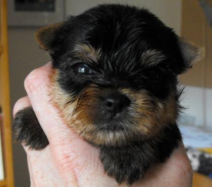 VDH Yorkhire Terrier Welpen