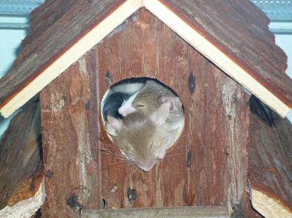 Farbmäuse   die bunte Verwandte unserer  Hausmaus ( Mus musculus )