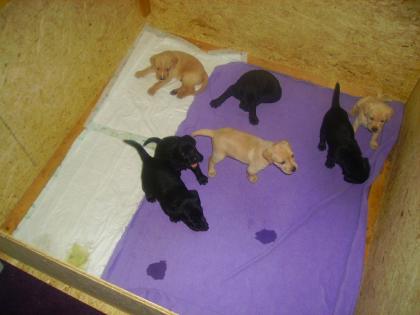 7- Köpfige Rasselbande