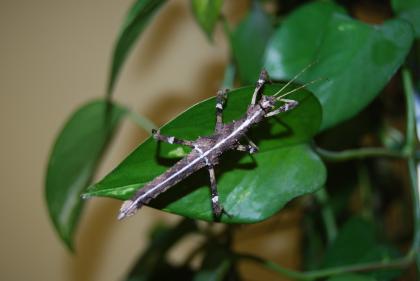 Biete verschiedene Gespenstschrecken