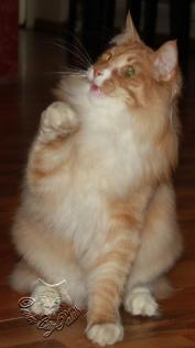 Norwegischer Waldkater suchen neuen Wirkungskreis