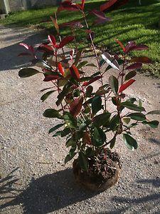 Heckenpflanzen Kirschlorbeer , Eibe , Taxus , Glanzmispel , Thuja