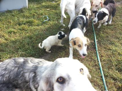 Hundetransportboxen als Spenden gesucht!