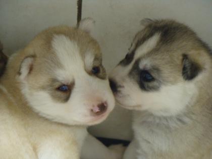 FCI Siberian Husky Welpen suchen ab dem 14.12.2021 ein liebevolles Zuhause 