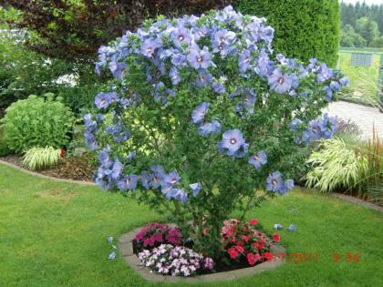 Informationsportal zum Thema Blumen, Garten und Pflanzenschutz - inkl. Shopvergl