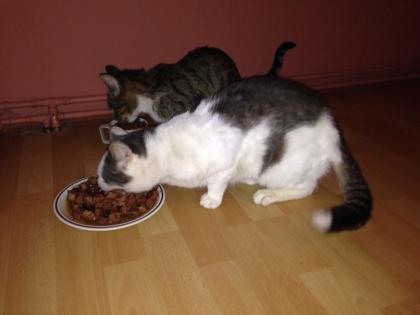 Rocky, Kater, 2 Jahre jung, lieb, ruhig, zutraulich, kastriert