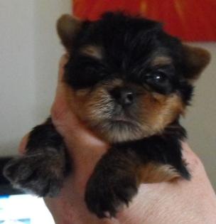 VDH Yorkhire Terrier Welpen