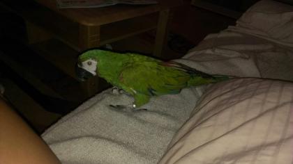 Verkaufe lieben Rotbugara..!