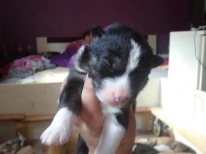 Husky welpen suchen bald neues zuhause