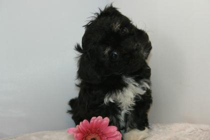 Bolonka Zwetna Welpen möchten in ihr neues Zuhause umziehen