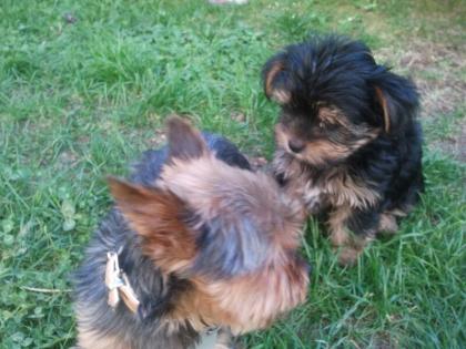 Yorkshire Terrier Welpen