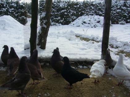 Hubbeltauben zu verkaufen