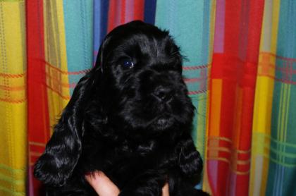 Wunderschöne English Cocker Spaniel Welpen
