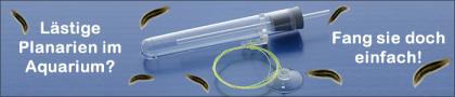 Planarienfalle gegen Planarien im Aquarium mit Garnelen, Krebsen und Schnecken