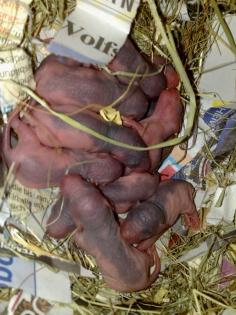 Ratten abzugeben- Jungtiere