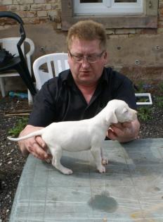 Dogo Argentino Welpen ab 25.05. 2021