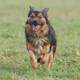 Mischlingshund**Alfi** sucht ein Zuhause