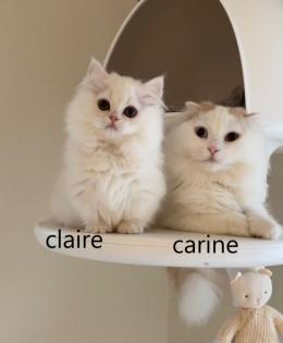 Munchkin-kittens groeien op in een liefdevol gezin