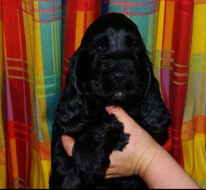 Wunderschöne English Cocker Spaniel Welpen