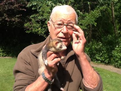 Biete Frettchen, geb. Anfang Mai d.J., Rüden und Fähen.