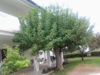 Apartment Ivanic Rab Lopar